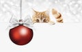 Christmas ginger cat gift card with red ball and silver ribbon b Royalty Free Stock Photo