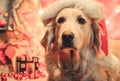 Christmas Golden retriever Royalty Free Stock Photo