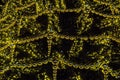 Christmas golden yellow mesh beads garland on fir tree close-up