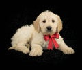 Christmas Goldendoodle