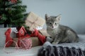 Christmas gray kitten sitting on a rug, concept of the Christmas