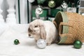 A Christmas gray lop-eared rabbit sits in a basket with balloons under a Christmas tree with gifts Royalty Free Stock Photo