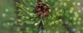 Christmas green branch with pine cone, background Royalty Free Stock Photo