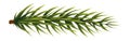 Christmas green garland element. Pine tree branch