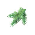 Christmas green lush spruce branch. Fir-tree New Year mesh branch. Vector illustration element of design isolated on white Royalty Free Stock Photo