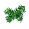 Christmas green lush spruce branch. Fir-tree New Year branch. Vector illustration element of design isolated on white Royalty Free Stock Photo