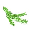 Christmas green lush spruce branch. Fir-tree New Year branch. Vector illustration element of design isolated on white Royalty Free Stock Photo