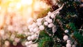 Christmas green pine tree with background bokeh sun light Royalty Free Stock Photo