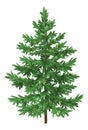 Christmas green spruce fir tree isolated Royalty Free Stock Photo