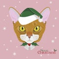 Christmas greeting card. Abyssinian cat with green Santa`s hat and a Christmas ornament Royalty Free Stock Photo