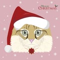 Christmas greeting card. American curl cat with red Santa`s hat and a Christmas ornament