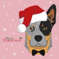 Australian Cattle dog with red Santas hat and bow tie