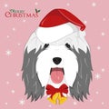 Bearded Collie dog with red Santas hat and golden Christmas bells