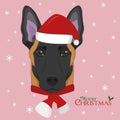 Belgian Sheperd Malinois dog with red Santas hat and a woolen scarf for winter