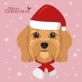 Cavoodle dog with red Santas hat and a woolen scarf for winter