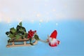 Christmas greeting card. Christmas Noel gnome with Holly bush with red berries on winter wooden sleigh Royalty Free Stock Photo