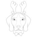 Christmas greeting card for coloring. Weimaraner dog with reindeer horns and bow tie