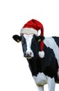 Christmas greeting card with cow on a white background Royalty Free Stock Photo