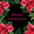 Christmas greeting card, with festive plants, invitation for holiday party, traditional symbol, poinsettia flowers square border. Royalty Free Stock Photo