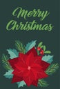 Christmas greeting card with fir tree, poinsettia and holly berry. Royalty Free Stock Photo