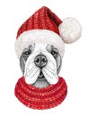 Christmas greeting card with happy winter bulldog dog wearing in the knitted scarf and red hat Royalty Free Stock Photo