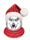 Christmas greeting card with happy winter husky dog wearing in the knitted scarf and red hat Royalty Free Stock Photo