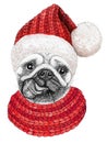 Christmas greeting card with happy winter pug dog wearing in the knitted scarf and red hat Royalty Free Stock Photo