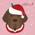 Newfoundland dog with red Santas hat