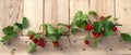 A branch of hawthorn with thorns with berries and green leaves on a light wooden background Royalty Free Stock Photo