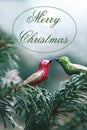 Christmas greeting card with two christmas birds on tree Royalty Free Stock Photo
