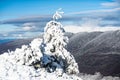 Christmas greeting card. Winter landscape, wintry scene of frosty trees on snowy foggy background. Royalty Free Stock Photo