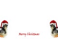 Christmas greeting card with the words Merry Christmas and chicks wearing Santa`s red hat on a white background Royalty Free Stock Photo