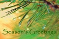 Christmas Greeting with Spruce Tree Needles and Dew Drops Royalty Free Stock Photo