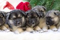 Christmas group of cute little puppies