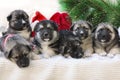 Christmas group of cute little puppies