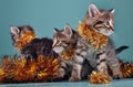 Christmas group portrait of kittens