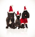 Christmas group of three santa cats and dogs sitting
