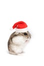 Christmas hamster Royalty Free Stock Photo