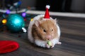Christmas hamster in a Christmas or New Year\'s interior. Suitable for postcards. Close-up Royalty Free Stock Photo