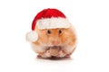 Christmas Hamster in red Santa hat isolated on white background closeup Royalty Free Stock Photo
