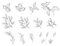 Christmas hand drawn plants collection. holly, mistletoe, berries and leaf set. floral elements for christmas design Royalty Free Stock Photo