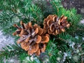 Christmas and Happy New Year background. Winter Holiday fir tree branch with pine cones on snow. Royalty Free Stock Photo