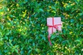 Christmas and Happy New Year for Gift on the Green bush leaves wall background. Royalty Free Stock Photo