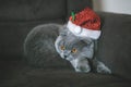 Christmas cat in the christmas hat