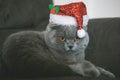 Christmas cat in the christmas hat