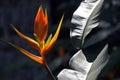 Christmas heliconia over dark forest background