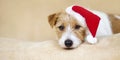 Christmas holiday cute santa pet dog puppy looking on the sofa, web banner Royalty Free Stock Photo