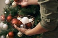 Christmas holiday green and red decoration. Guy`s hands ornamenting the pine tree with a white ball decoration Royalty Free Stock Photo