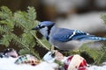 Christmas holiday photograph of a Blue Jay bird perched in the snow Royalty Free Stock Photo