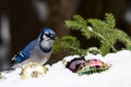 Blue Jay bird perched on a snow covered pine branch Royalty Free Stock Photo